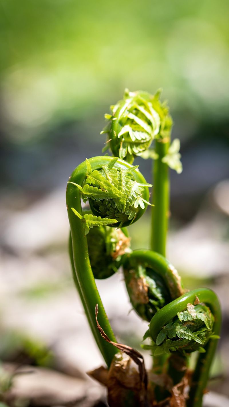 Fiddlehead Fern