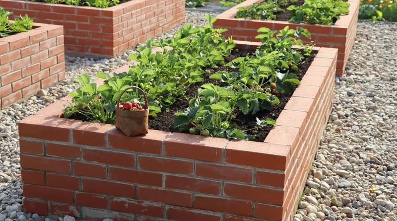 Raised Beds Often Work Best