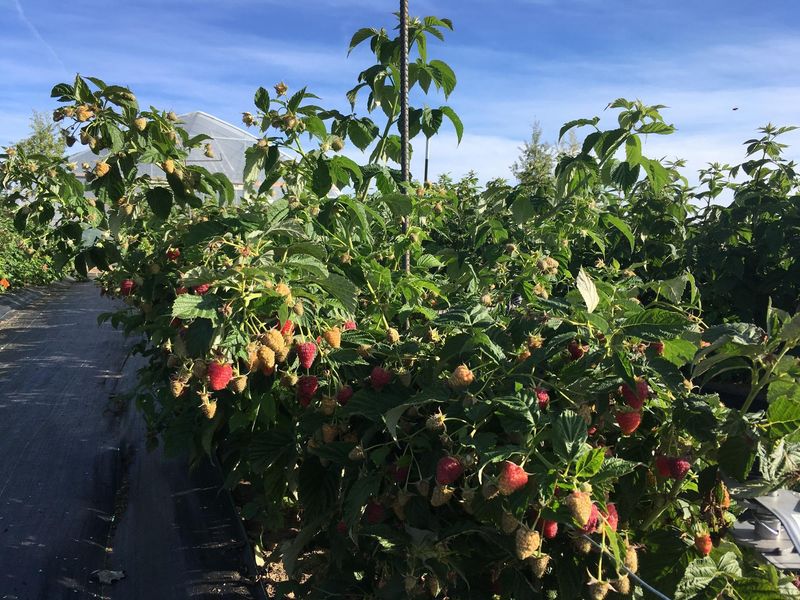 Raspberries (Certain varieties)