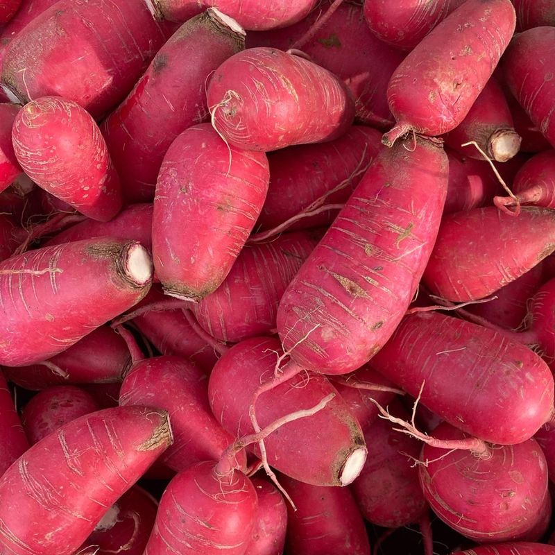 Radishes (Winter Harvest Under Cover)