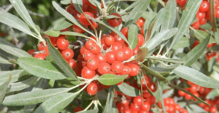 Strawberries Keep Dying? These 19 Hardy Berries Thrive With Zero Care