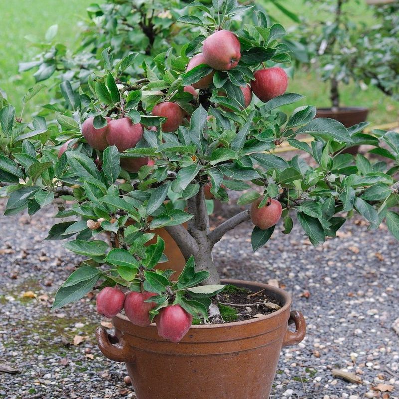 Dwarf Apple Tree