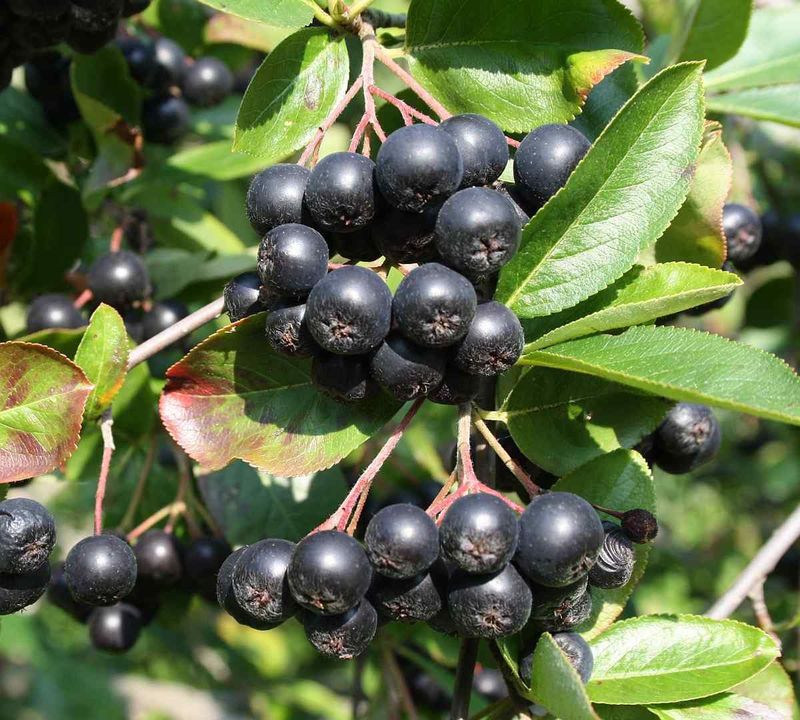 Aronia (Chokeberry)