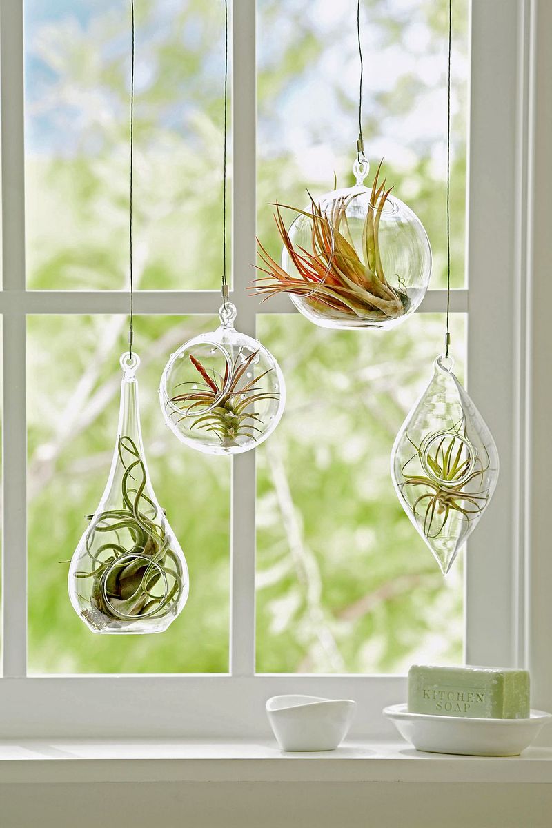 Air Plants (Tillandsia spp.)
