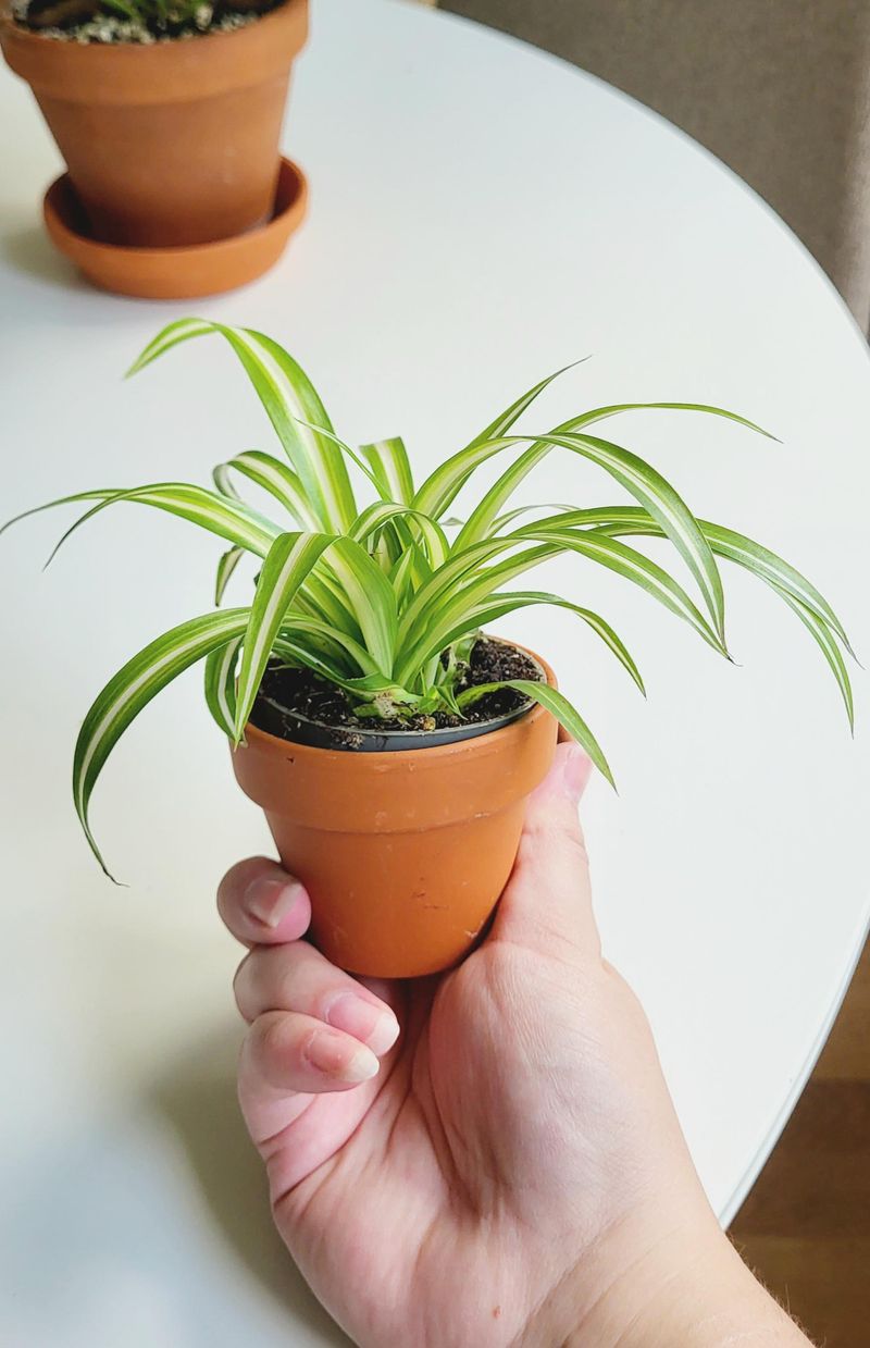Spider Plant