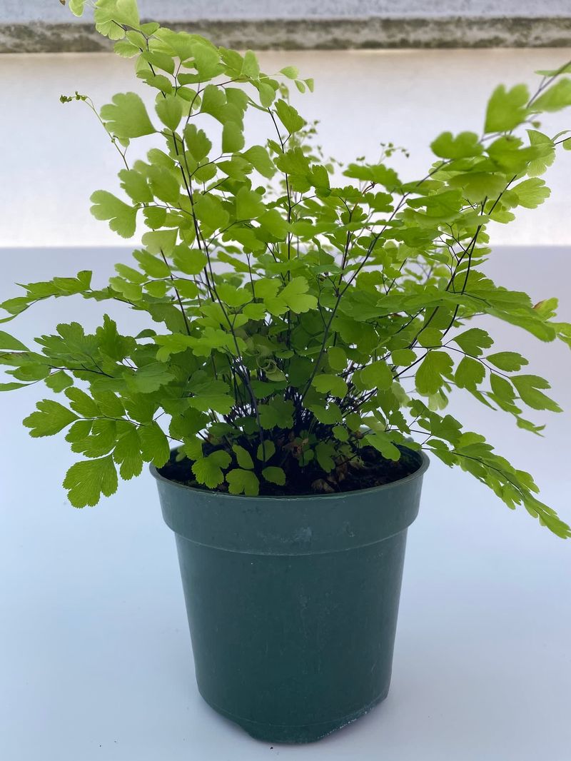 Maidenhair Fern (Adiantum spp.)