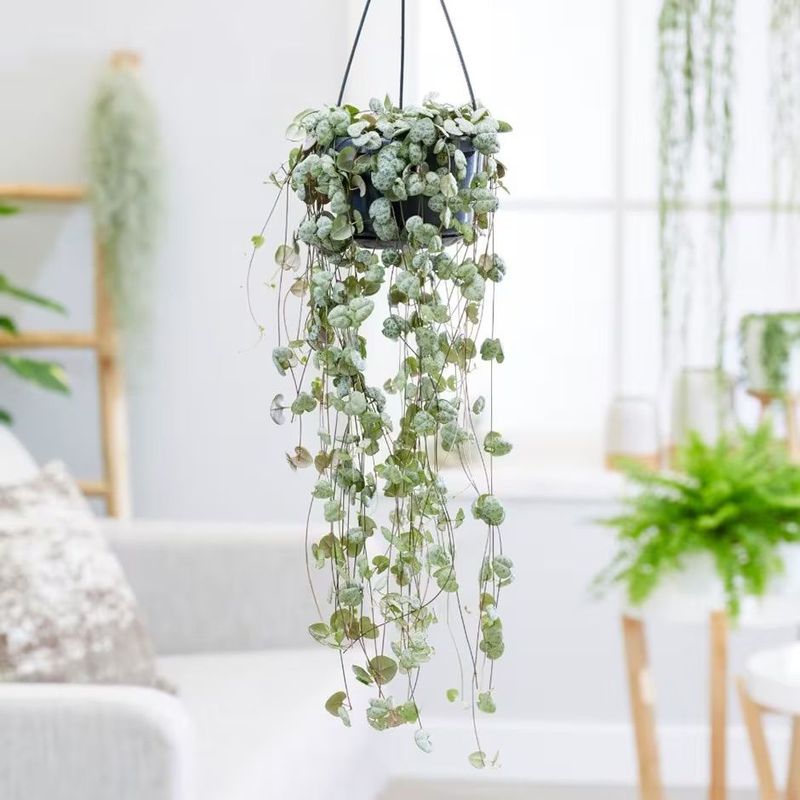 String of Hearts (Ceropegia woodii)