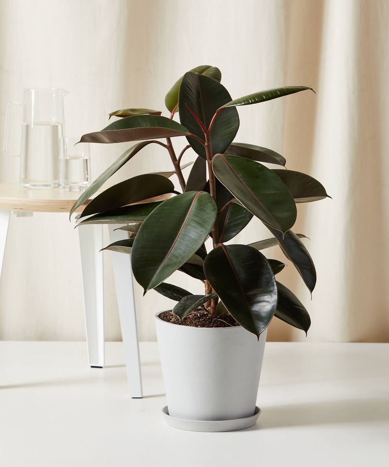 Rubber Plant (Ficus elastica)