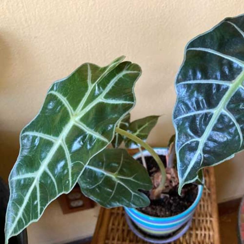Alocasia (Alocasia spp.)