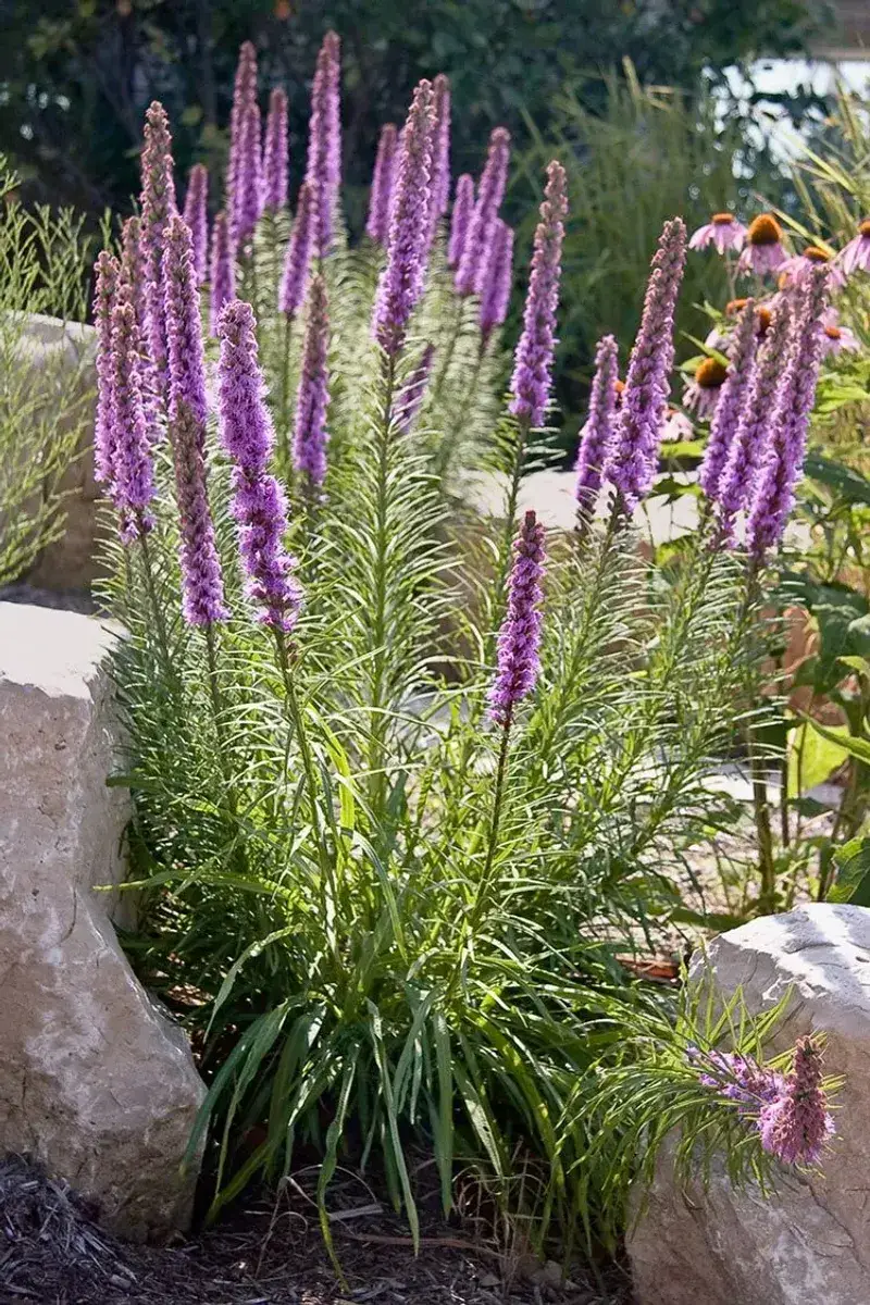 Stunning Bloomer: Liatris