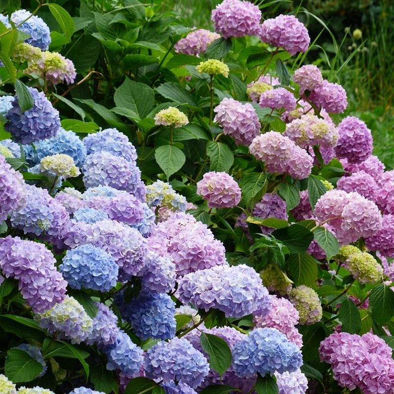 Stunning Bloomer: Hydrangea
