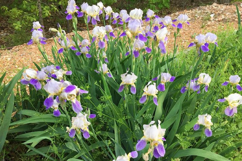 Stunning Bloomer: Iris