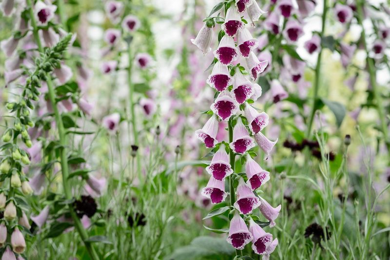 Stunning Bloomer: Foxglove
