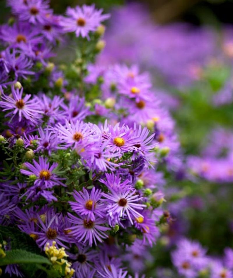 Stunning Bloomer: Aster