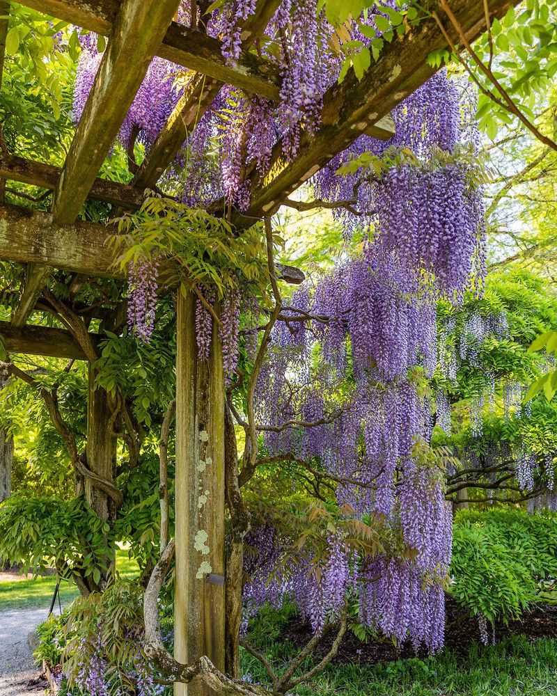 Stunning Bloomer: Wisteria