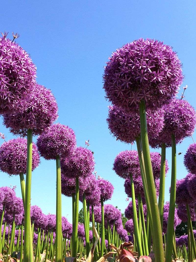 Stunning Bloomer: Allium