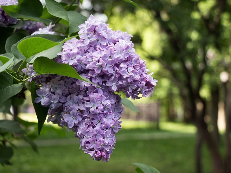 Stunning Bloomer: Lilac