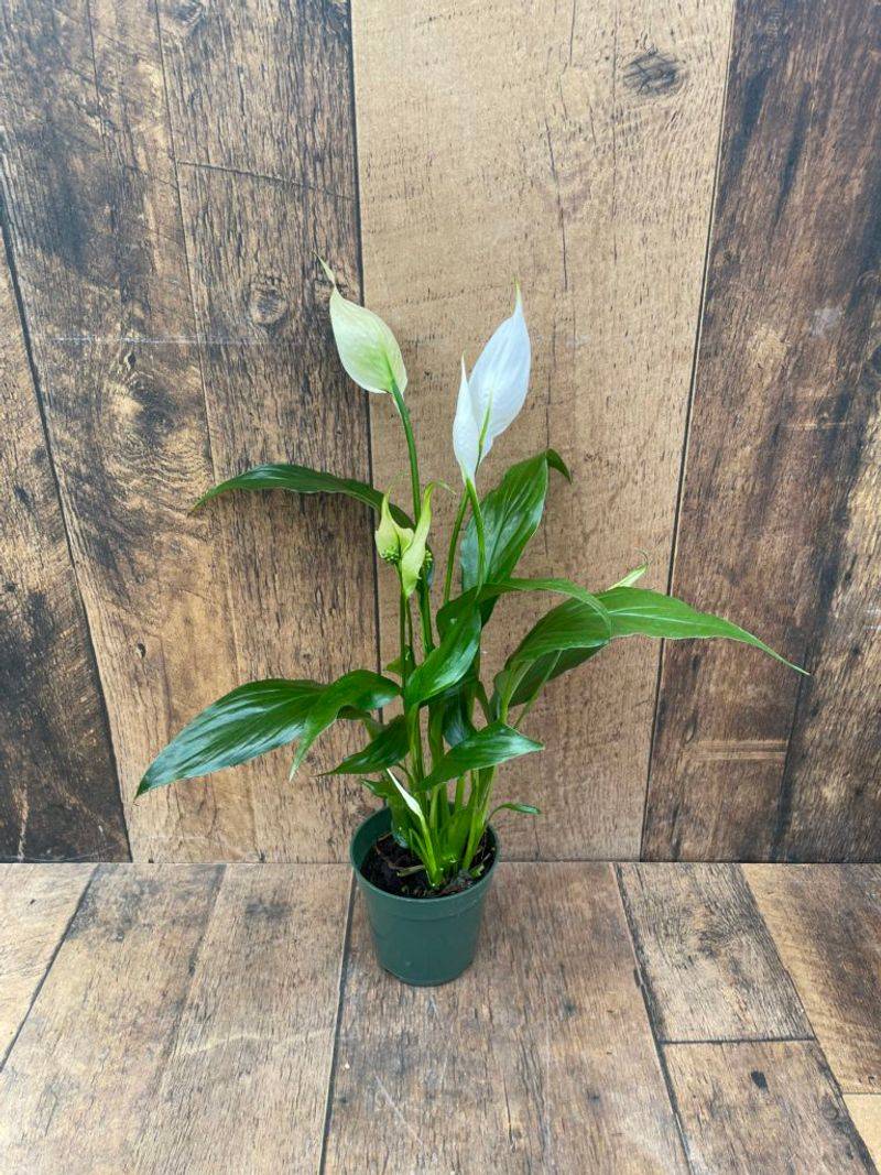 Peace Lily