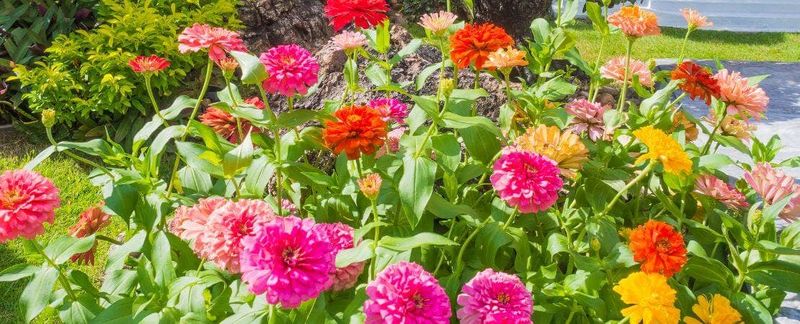 Zinnia (Zinnia elegans)