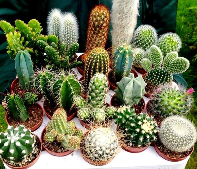 Cacti