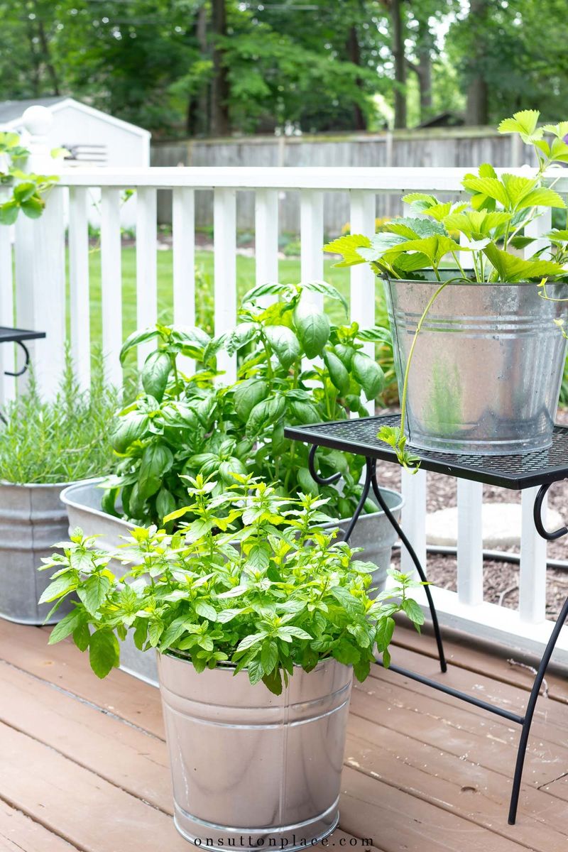 Herbs (Basil, Rosemary, Mint)