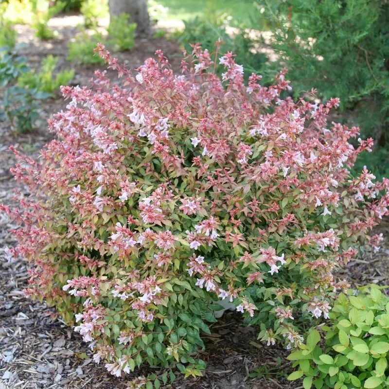 Abelia's Graceful Elegance