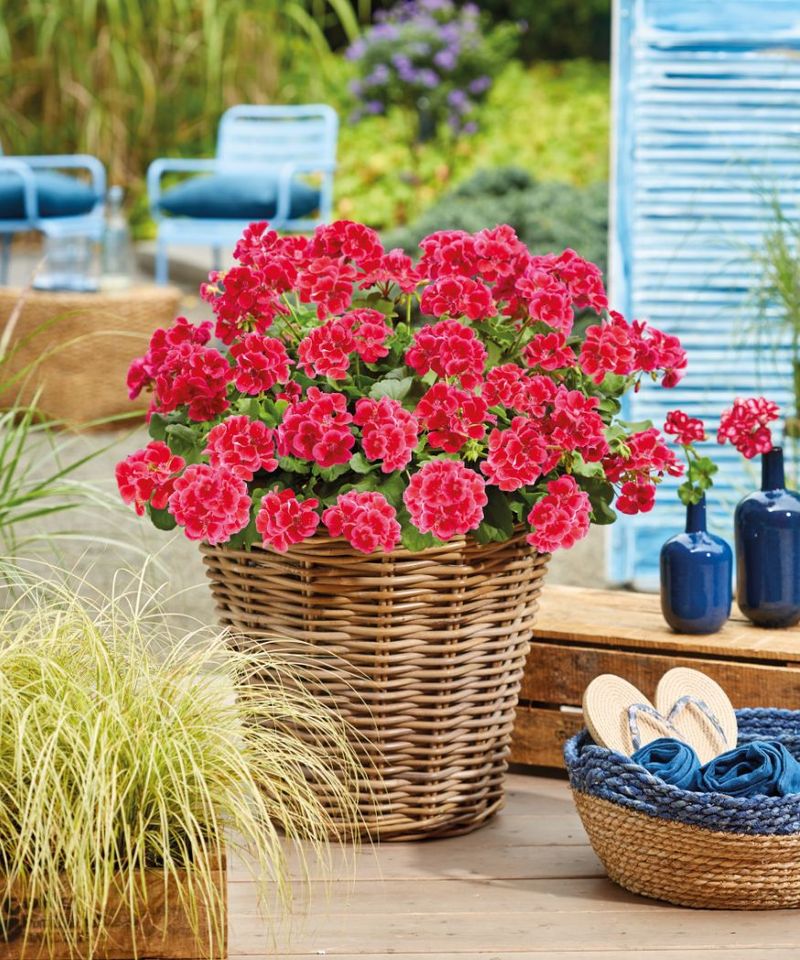 Joyful Geranium Jumble