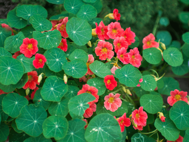 Nasturtium