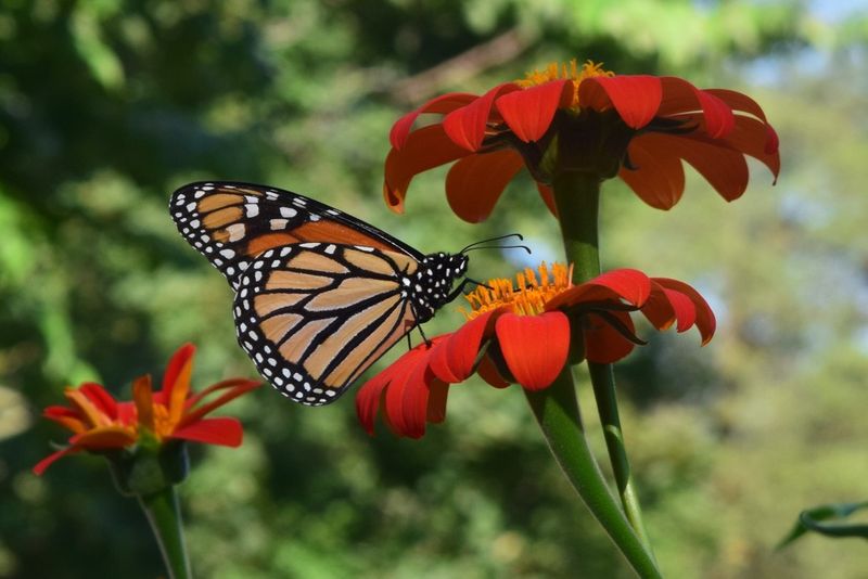 Mexican Sunflower