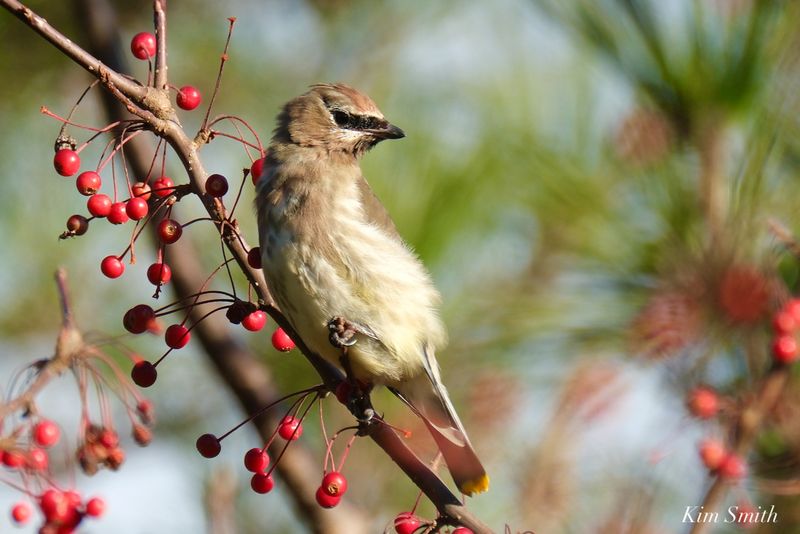 Chokecherry (Prunus virginiana)