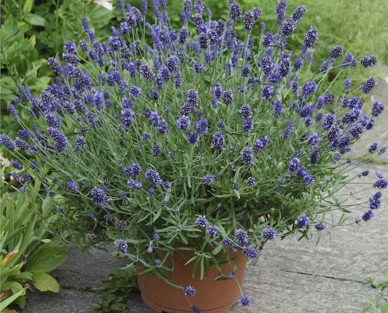 Lavender (Lavandula)