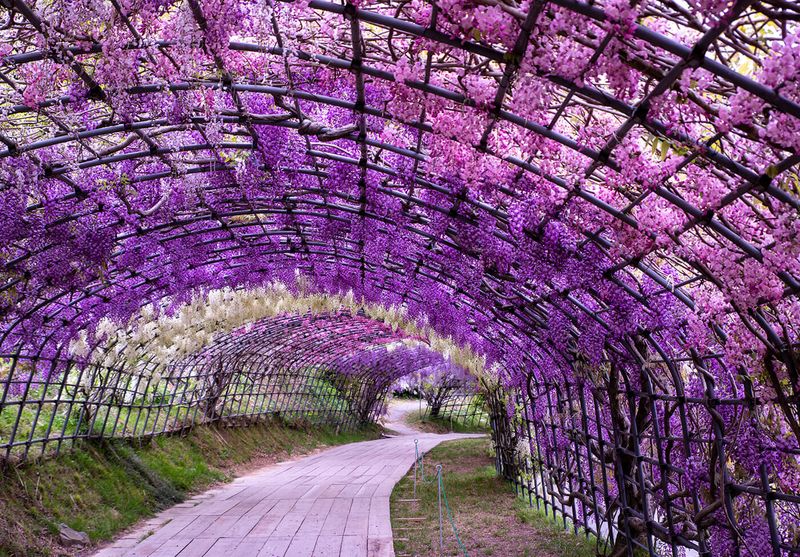 Wisteria on an Archway