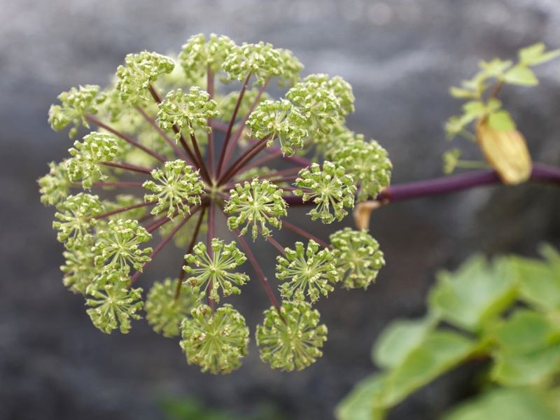 Angelica (Angelica archangelica)