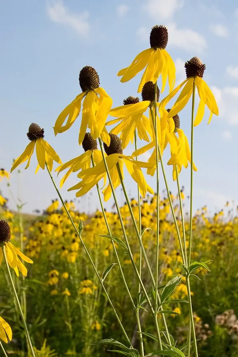 Yellow Coneflower
