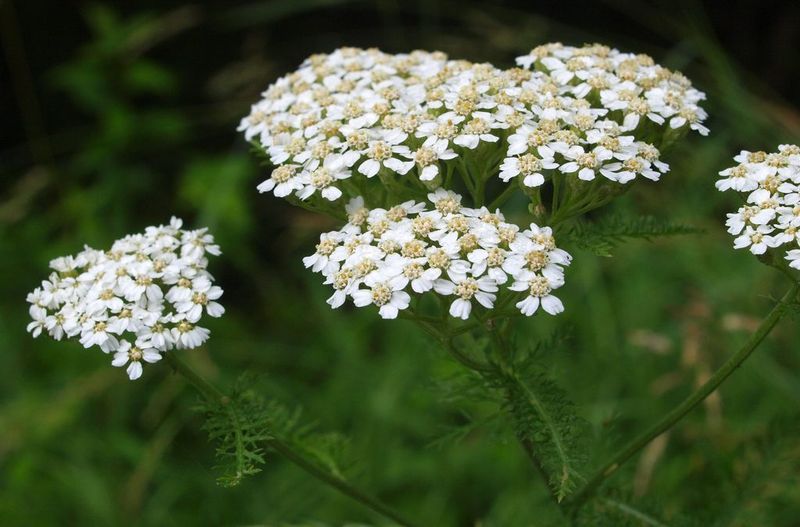 Yarrow