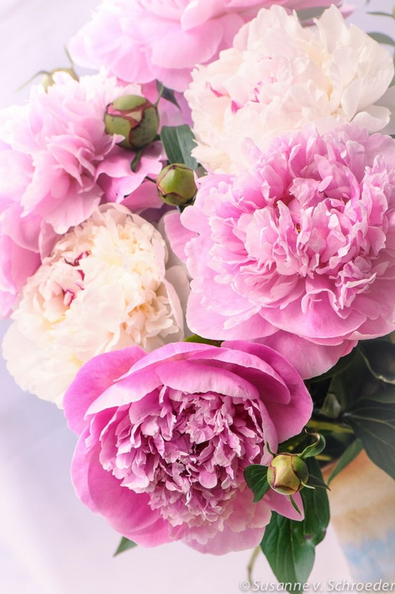 Peonies
