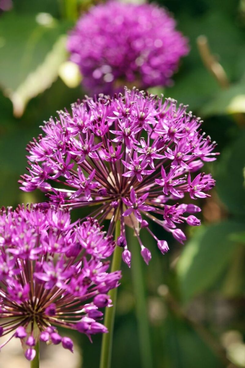 Alliums Can Attract Pests