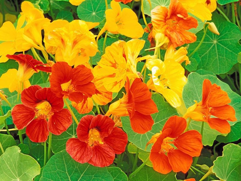 Nasturtiums (Tropaeolum majus)