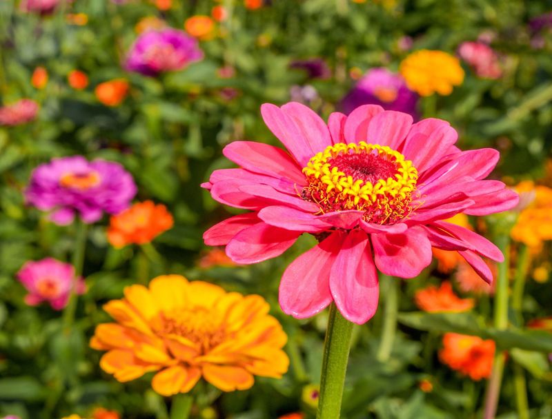 Zinnias (Zinnia elegans)