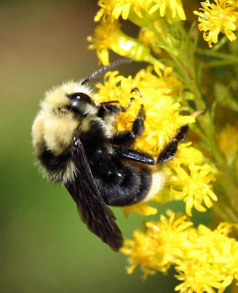 Goldenrod (Solidago spp.)