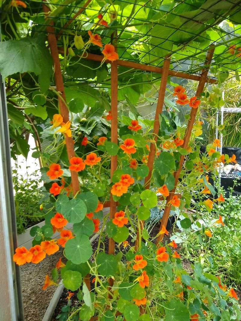 Nasturtiums and Squash