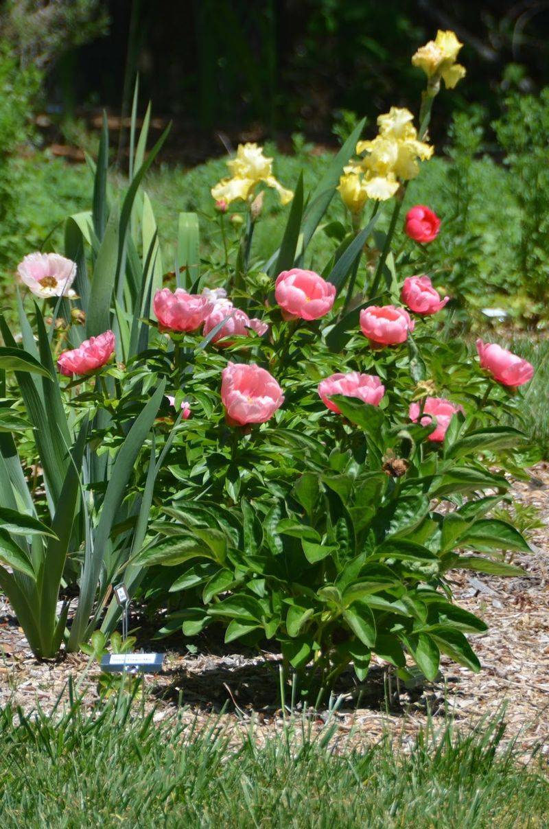 Peonies and Irises