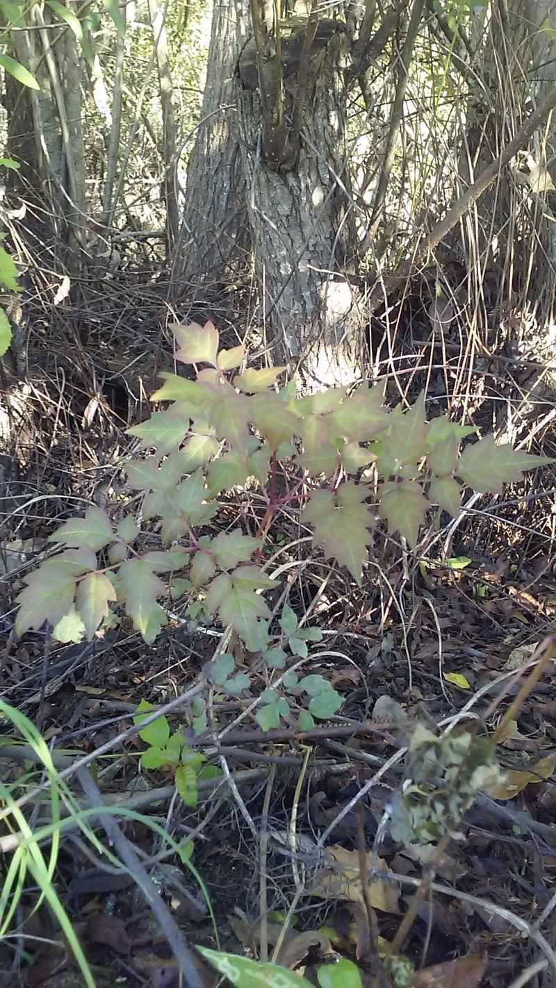 Drought Stress Technique