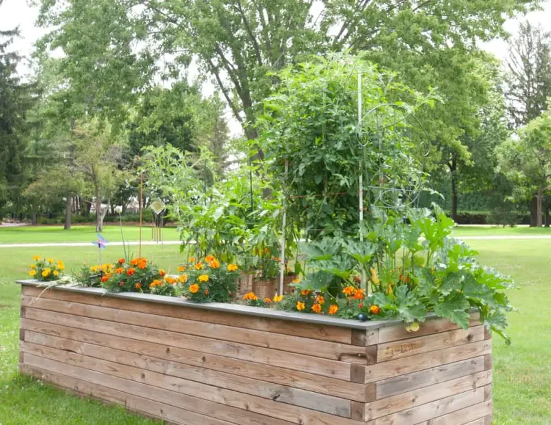 Raised Garden Beds