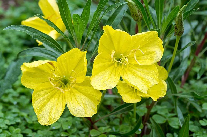 Enchanting Evening Primrose