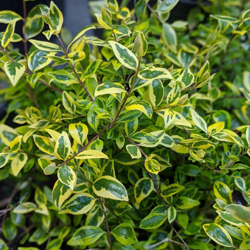 Twist of Lime Abelia