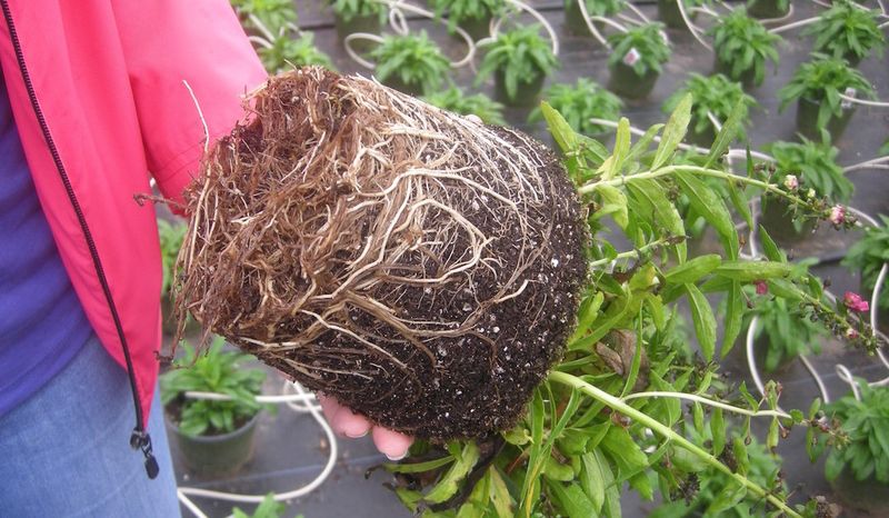 Root Rot Risk