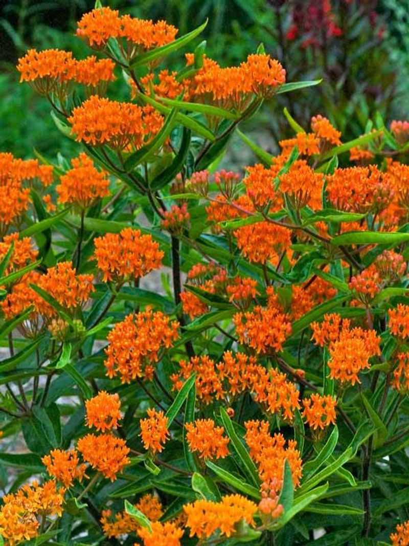 Butterfly Weed