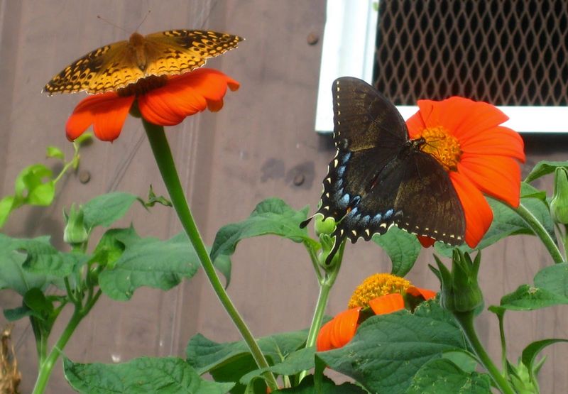 Mexican Sunflower (Tithonia)