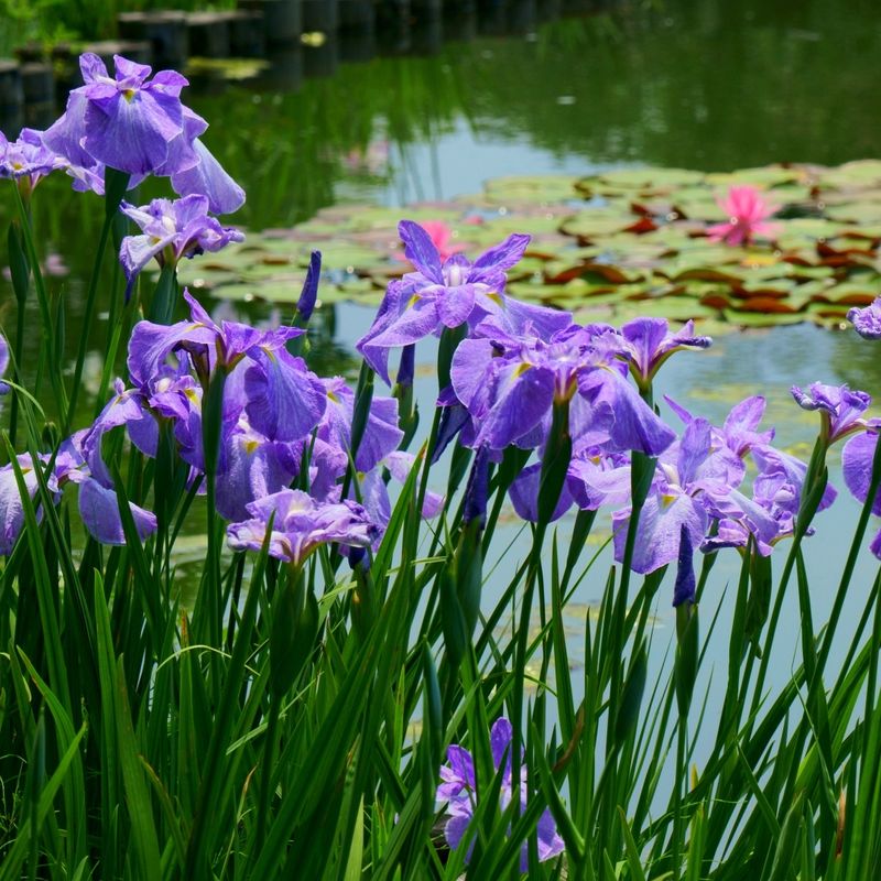 Japanese Iris